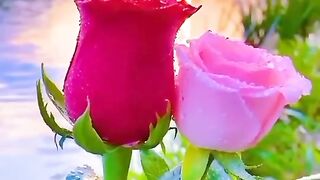 beautiful flower