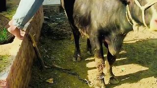 Death seen dangerous action  funny video
