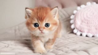 Cute Kittens ???????????? | Funny cats