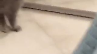 Cat funny videos ????????
