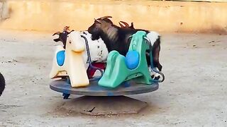 we want to go for a ride too.