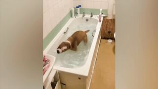 The funniest animals