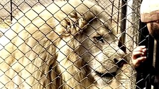 Wild lion