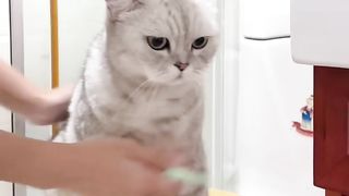 Which Is Your Favorite Way To Eat Lychees????? | Cute Cat Cooking Show | Homemade Dessert Recipe#Shorts