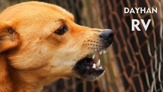 ANGRY DOGS BARKING sound effect HD