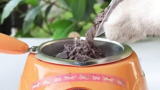 Have You Tried Matcha Chocolate????????? #chefcat #catsofyoutube #tiktok #shorts