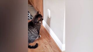 The funniest animals