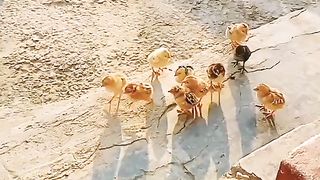 Cute baby chicks