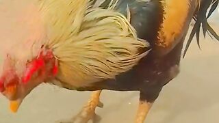 Aseel murgh