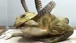SNAKE VS FROG