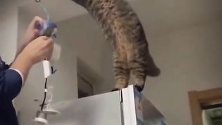 Cat also Technician