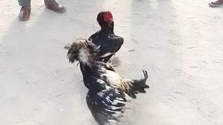 Aseel mianwali murge