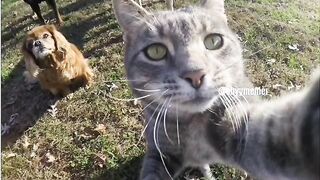 Catss