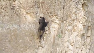 Rock Climbing Bears