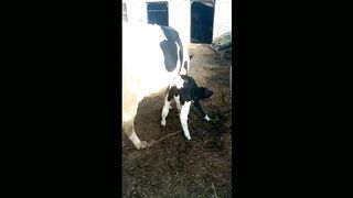 Cow video#animalvideo