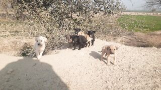 Beautiful dogs