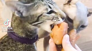 carrot lovers.