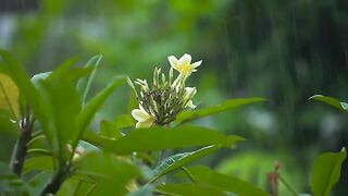 Relaxing Sleep Music,Deep Sleep Music, Relaxing Music, Rain Drop Sound Stress Relief, Meditation Music