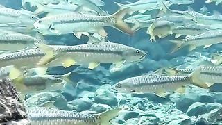Fish fish