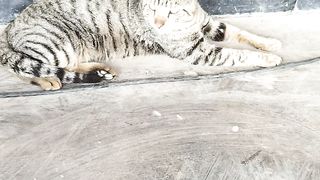 Cat sleeping