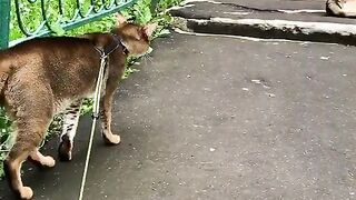 dogs run.