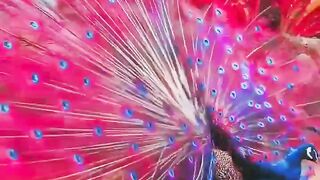 Beautiful peacock | amazing birds | follow