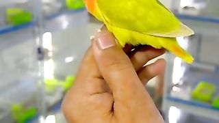 Birds Videos