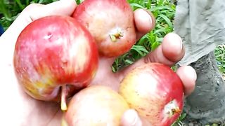 Apple trees Skardu