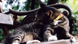 Beautiful Cat |Very motivated funny video