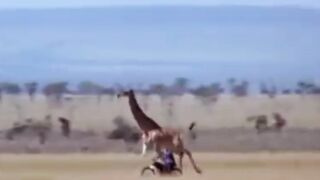 Long animal short video