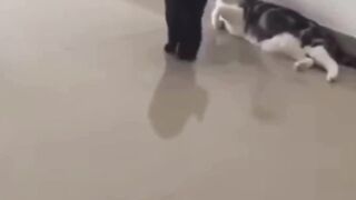 Animals with 1000 IQ