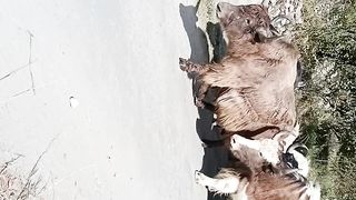 Animals fighting