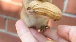 Squirrel eating nuts