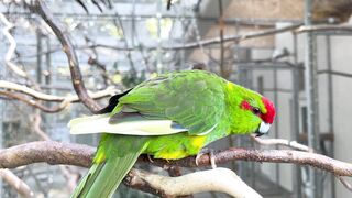 Beautiful parrot