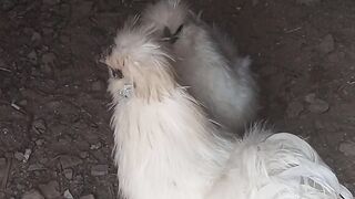 White silk golden buff silver sebrite