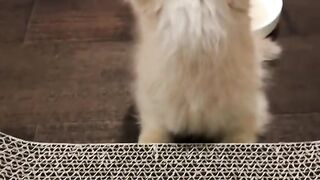 Baby Cats - Cute and Funny Cat Videos Compilation #06 |Animals | doja cat