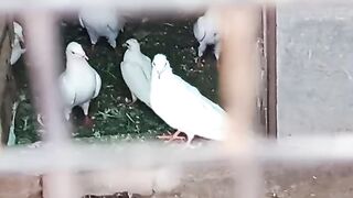 Best pigeon