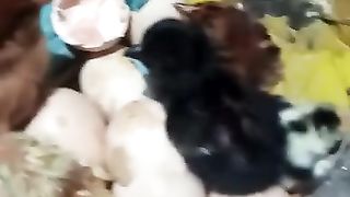 chicken chicks