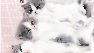 cat kids fuuny video