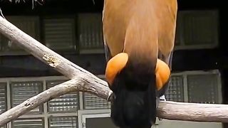 Amazing parrot