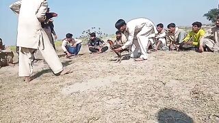 Aseel fight