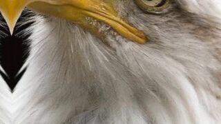 eagle#capcut#capcuttemplates#trending#viral#viralvideos#Tiktok#tiktok templates