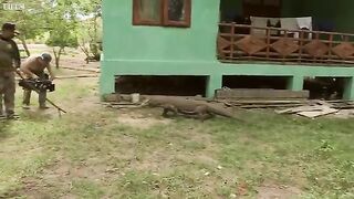 The largest lizard on the earth