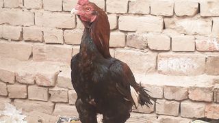 Old Pakistani aseel