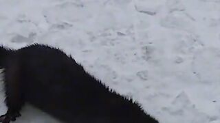 the mink is very hungry.