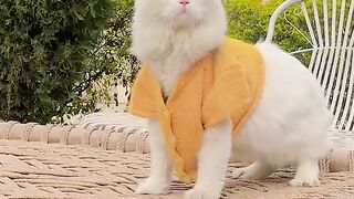 Cute and funny cats viral video