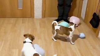 a little entertainment for dogs.