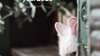 "The Cutest Cat Compilation EVER!"