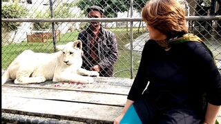 Pampering cub lion