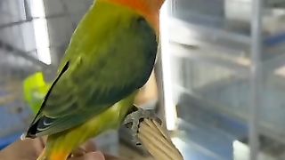 Beautiful Birds